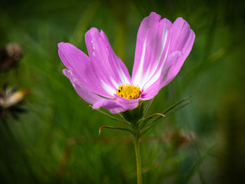 Close-up of pink crocus flower