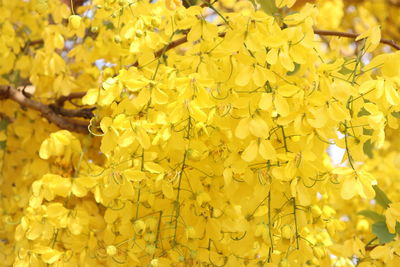 Close-up of yellow flowering plant