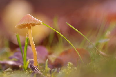 Close-up of mushroom