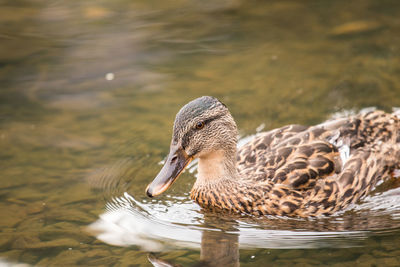 Close-up of duck swimming in lake