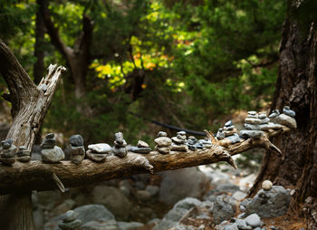 Close-up of tree trunk
