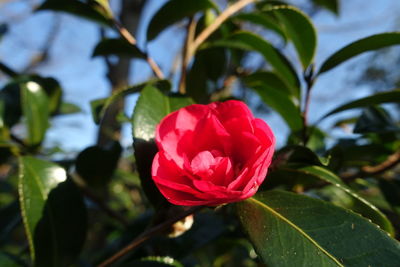 Close-up of red rose