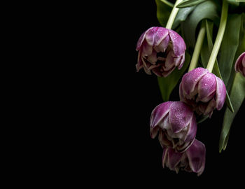 Close-up of purple tulip flowers against black background