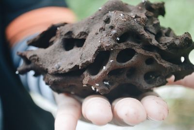 Close-up of hand holding leaf