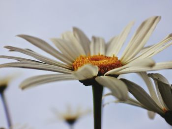 Close-up of white flowers