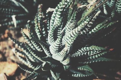 Close-up of succulent plant