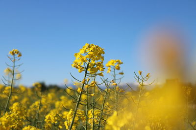 Yellow flowering plants on field against sky