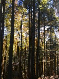 Bamboo trees in forest