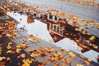 High angle view of maple leaves during autumn