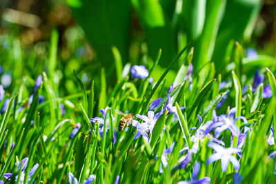 Close-up of insect on purple flowering plant