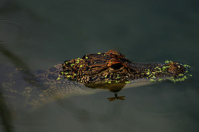 Close-up of alligator swimming in lake