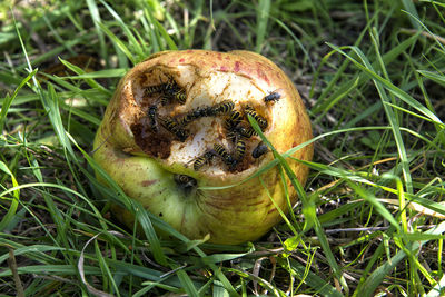 High angle view of mushroom on field