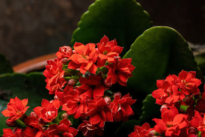 Close-up of red flowering plant