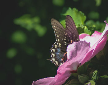 Close-up of butterfly pollinating on pink flower