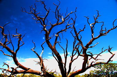 Low angle view of bare trees against clear blue sky