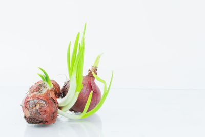 Close-up of fruit against white background