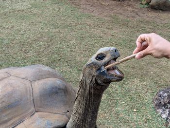 Close-up of human hand feeding on field at zoo