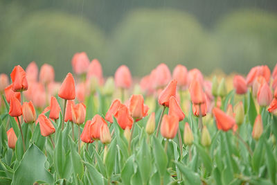 Close-up of red tulips
