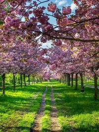 Cherry blossoms in spring