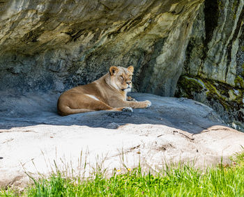 A lion rests on a rock overhang at the woodland park zoo in seattle, washington.