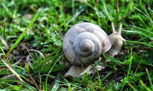 Close-up of snail on grass