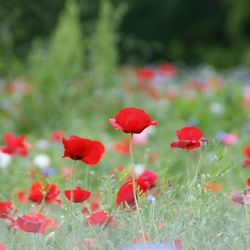 Close-up of red poppy blooming in field