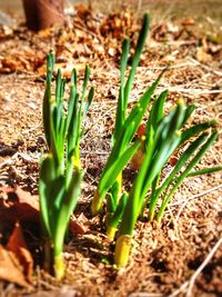 Close-up of plants growing on field