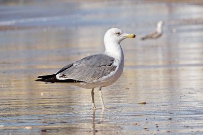 Close-up of bird perching on lake