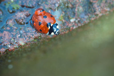 High angle view of ladybug on wet retaining wall