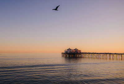 Seagull flying over sea against sky during sunset