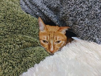 Close-up portrait of a cat