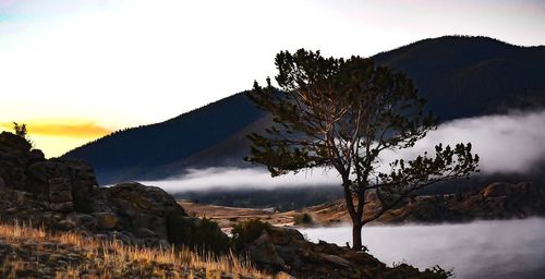 Scenic view of tree against sky during sunset