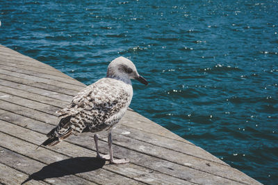 Seagull perching on pier over lake