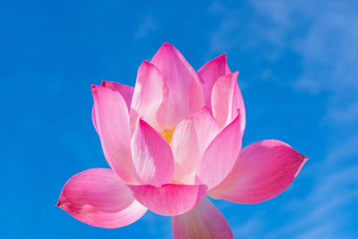 Close-up of pink flower against blue sky