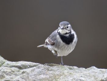 Close-up of bird perching on stone wall
