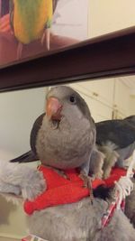 Close-up of parrot perching