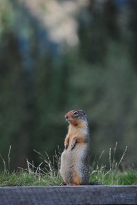 Squirrel looking away outdoors