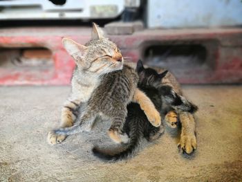 Cats relaxing in a car