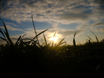 Close-up of silhouette plants on field against sky during sunset