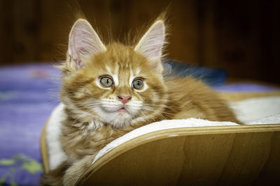 Close-up portrait of a cat