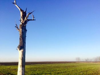 Trees on field against clear sky