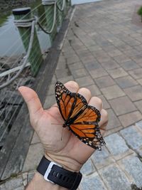 Close-up of butterfly on hand