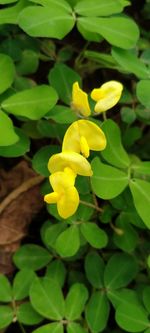 Close-up of yellow flowering plant