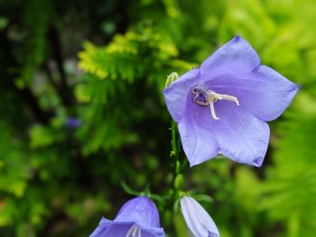 Close-up of purple iris flower
