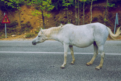 Side view of a horse on road