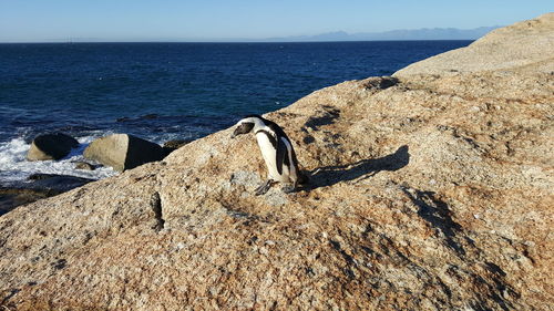 Close-up of rock on beach against sky