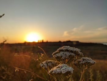 Close-up of flowering plant on land against sky during sunset