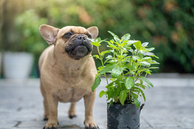 Close-up of a dog eating herbs outdoor