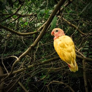Close-up of bird perching on tree