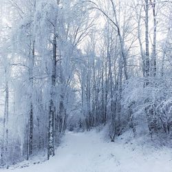 Snow covered trees